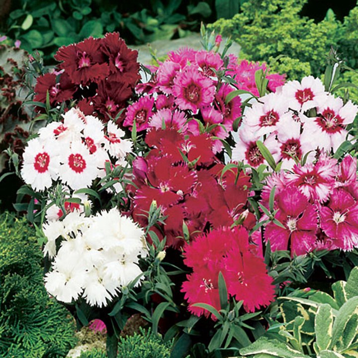 Dianthus chinensis Diana Full Mixture